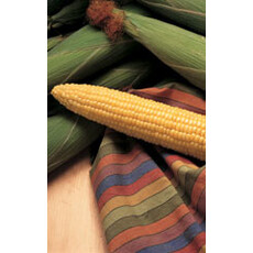 Honey Select Sweet Corn Seeds (79 Day Triplesweet Type) Large Packet(4x5")