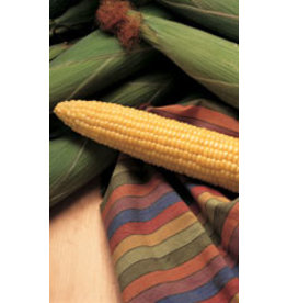 OSC Honey Select Sweet Corn Seeds (79 Day Triplesweet Type) Large Packet(4x5")