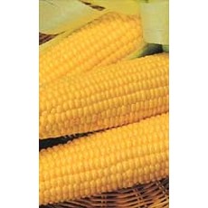 OSC Bodacious Sweet Corn Seeds ('SE' Yellow Type) 1532 Large Packet (4x5")
