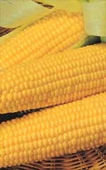 OSC Bodacious Sweet Corn Seeds ('SE' Yellow Type) 1532 Large Packet (4x5")