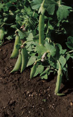 OSC Little Marvel Pea Seeds (English Type) 1985