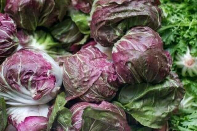 OSC Chioggia Variegata Chicory Seeds 1475