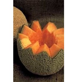 OSC Hale's Best Cantaloupe / Melon Seeds 1390