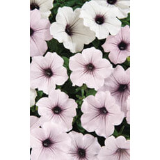 OSC Tidal Wave Petunia Seeds (Ground Cover Type) 5995