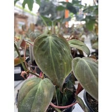 Philodendron Micans - 10cm