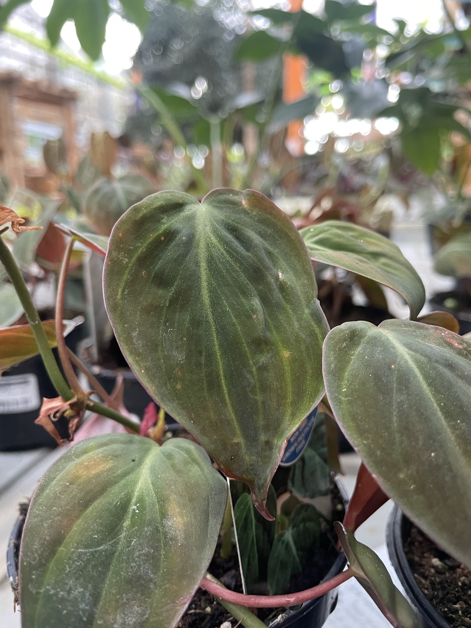 Philodendron Micans - 10cm
