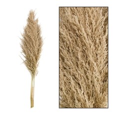 Dijk Pampas Grass  - Mace - Tall - 3 Piece