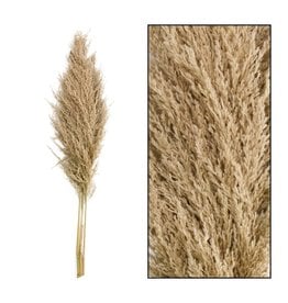 Dijk Pampas Grass  - Mace - Tall