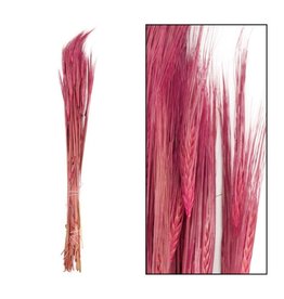 Dijk Hordeum Bunch Dark Pink