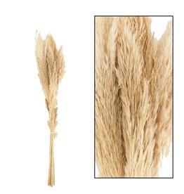 Dijk Pampas Grass - Jaxx 6pc