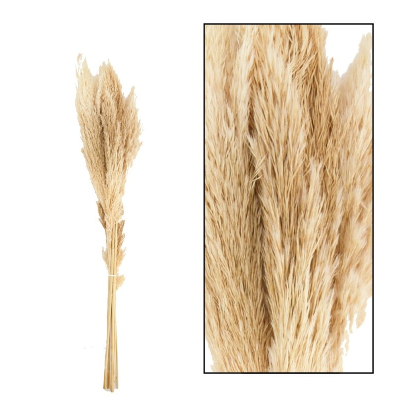 Dijk Pampas Grass - Jaxx 6pc