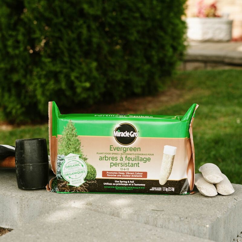 MiracleGro Evergreen Fertilizer Spikes 10 Pack Wilson’s