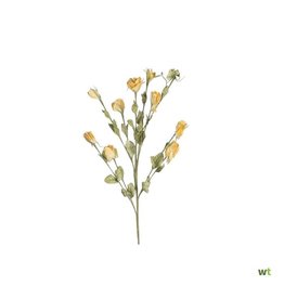 Dijk - Flower "Lisianthus" - 78cm