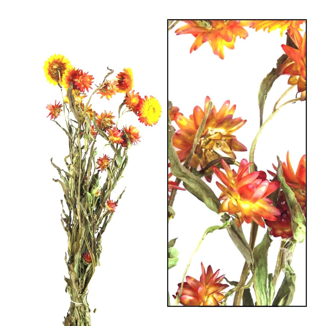 Dijk Helichrysum