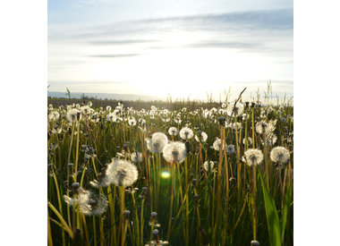 Weed Control