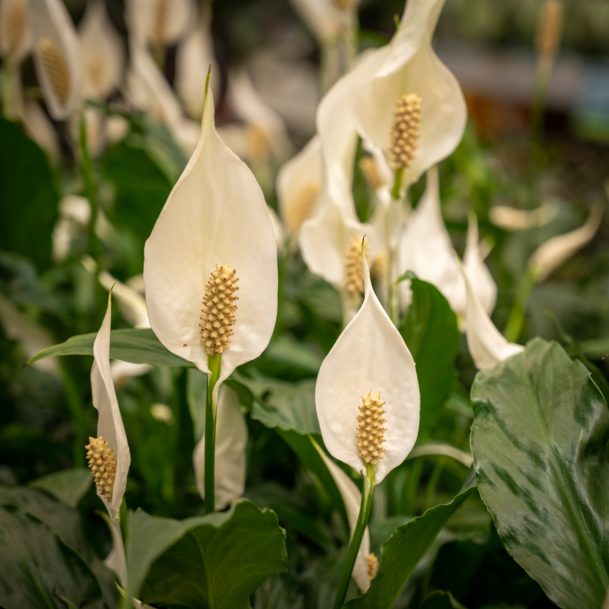 Spathiphyllum - 6"