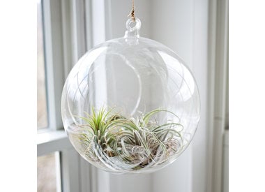 Tillandsia