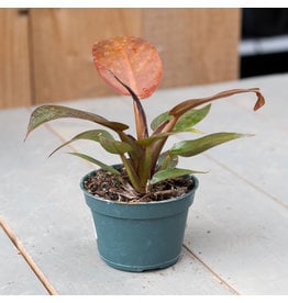 Philodendron Sun Red - 4"