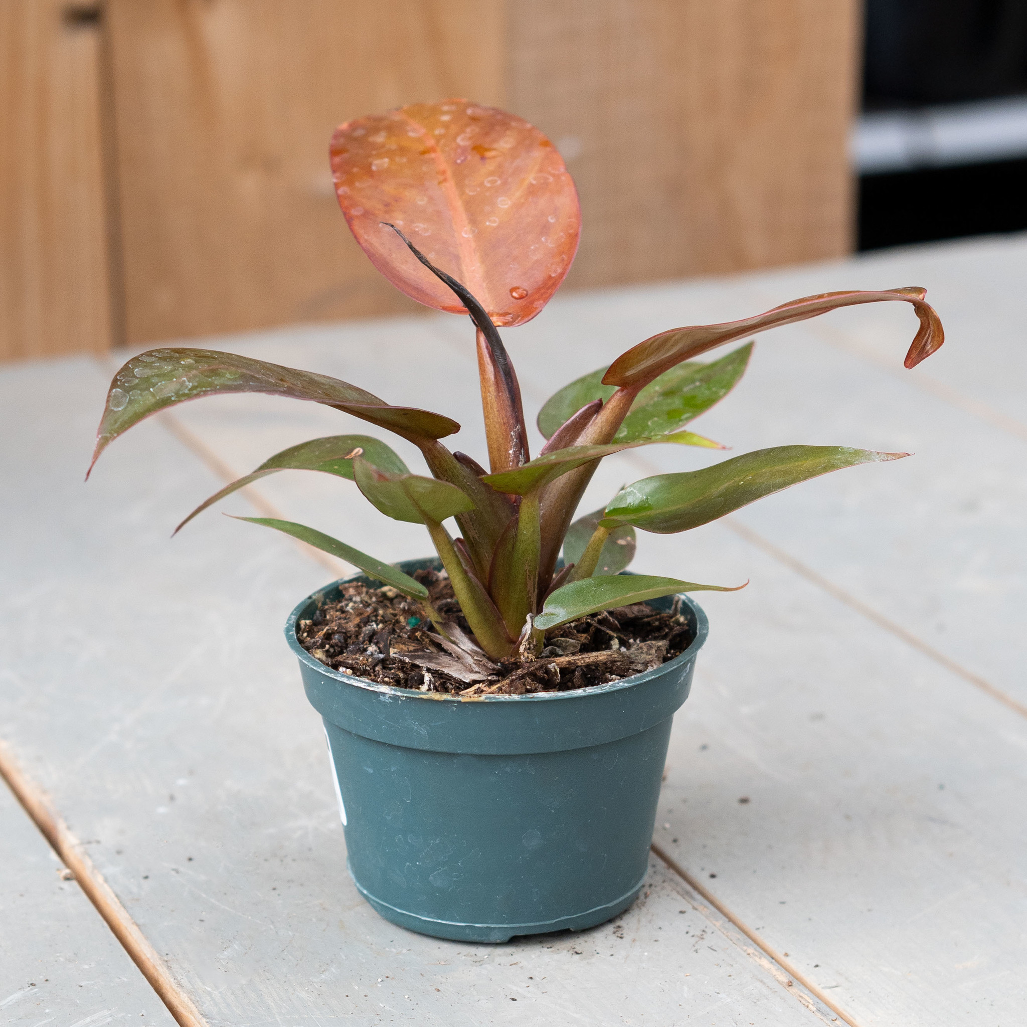Philodendron Sun Red - 4"