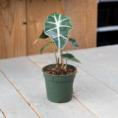 Alocasia Polly - 4"