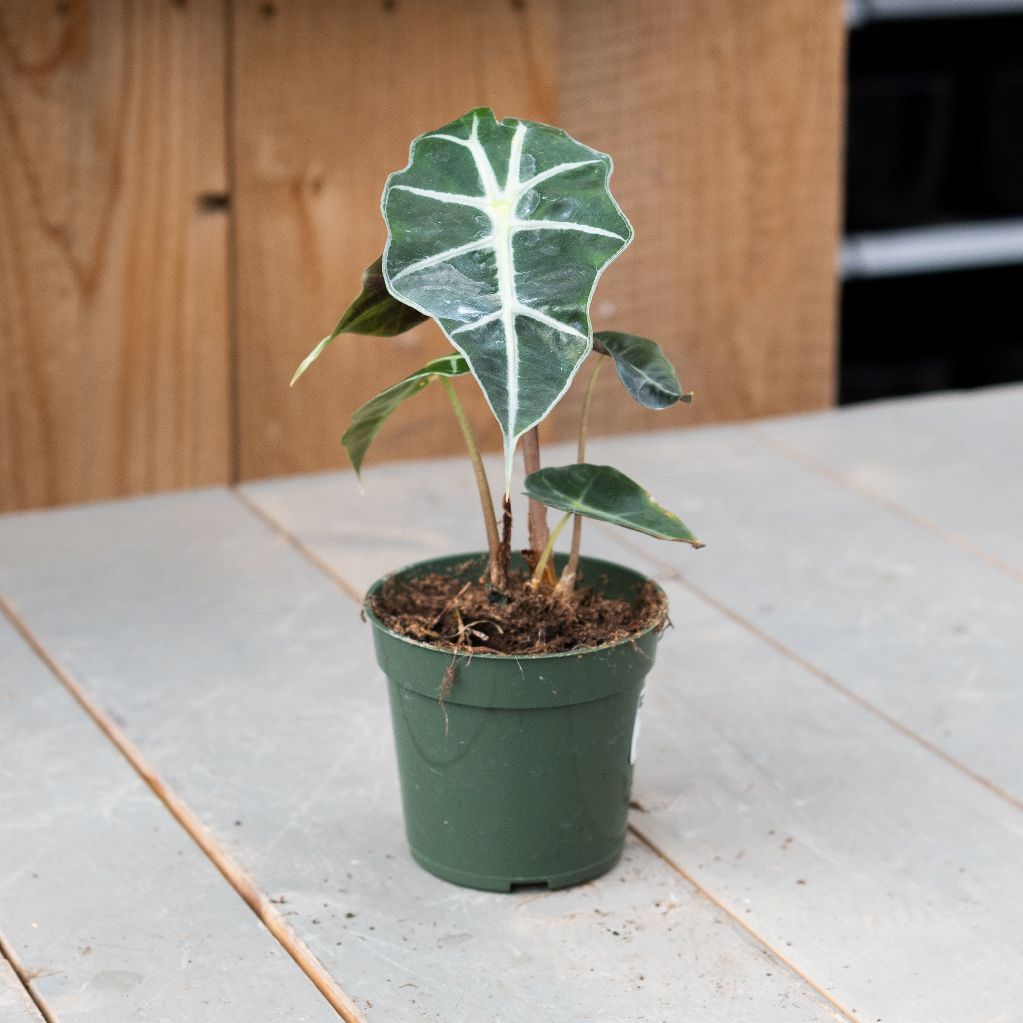 Alocasia Polly - 4"