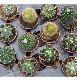 Cactus Assorted - 5cm
