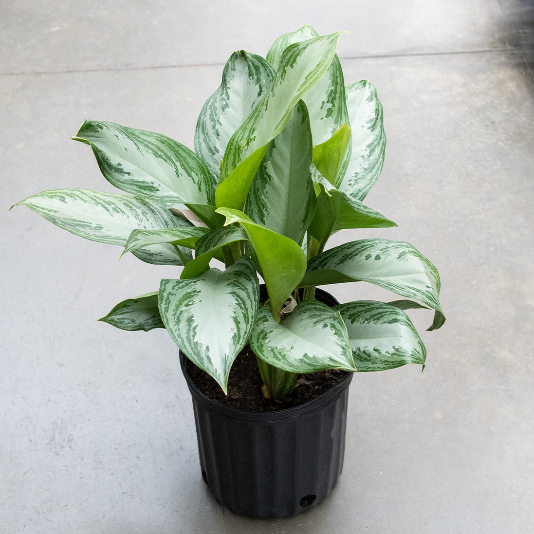 Aglaonema Silver Bay - 10"