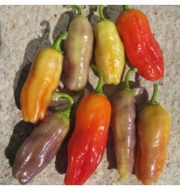 OSC Aroma Chili Pepper Seeds (Aimers International) 2905