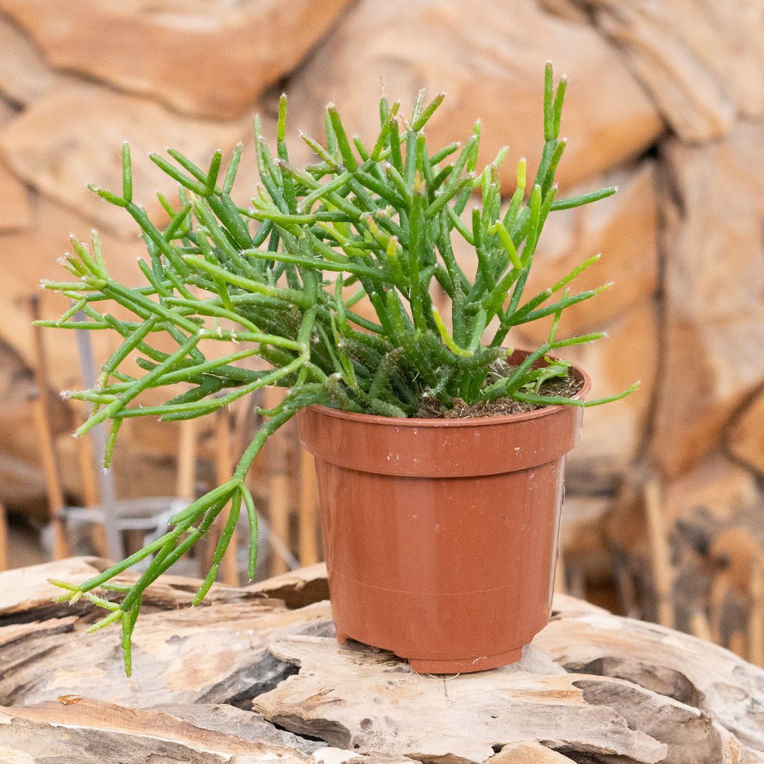 Mistletoe Cactus - 10cm