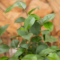 Ficus Ginseng Bonsai - 6"