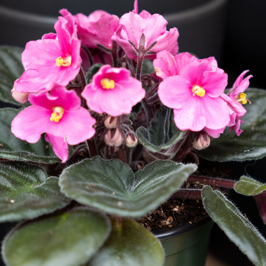 African Violet - Assorted - 4"