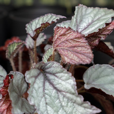 Burnaby Lake Begonia Rex - 4"