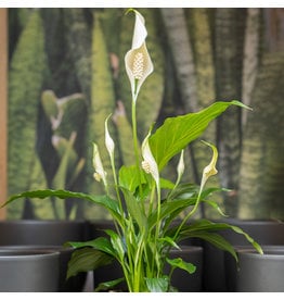 Peace Lily-Flowering - 4"