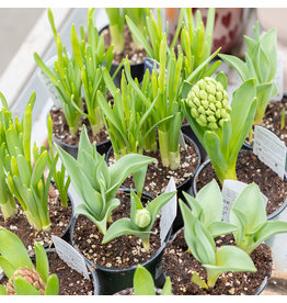 Potted Spring Bulbs - 4"