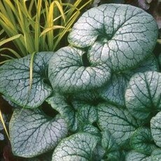 Brunnera Macrophylla 'Jack Frost'