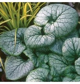 Brunnera Macrophylla 'Jack Frost'