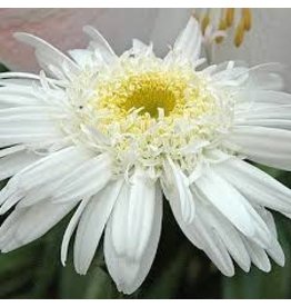 Leucanthemum superbum 'Sante'