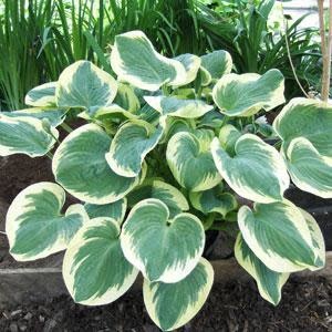 Hosta (Plantain Lily) - Barbara Ann