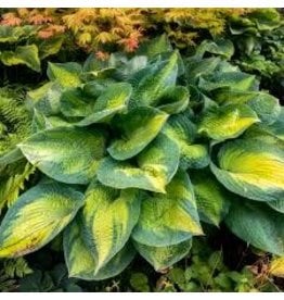 Hosta (Plantain Lily) - Brother Stefan