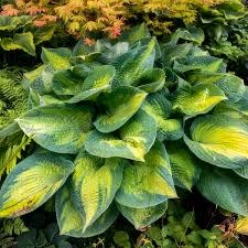 Hosta (Plantain Lily) - Brother Stefan