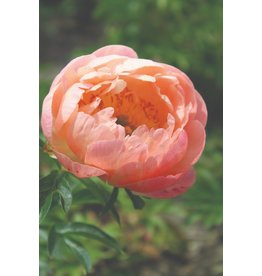 Paeonia 'Coral Sunset'