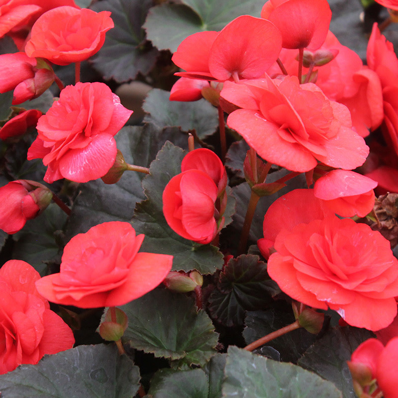 Begonia - Solenia Red Improved