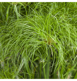 Grass Ornamental - Cyperus Papyrus Prince Tut
