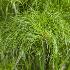 Grass Ornamental - Cyperus Papyrus Prince Tut