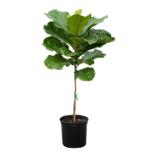Ficus Lyrata Bush - 10"