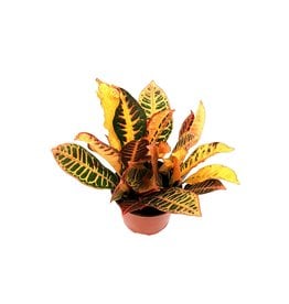 Croton Codiaeum - 6"