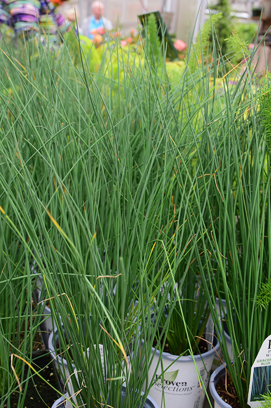 Grass Ornamental - Juncus Blue Mohawk