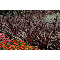 Cordyline - Red Sensation