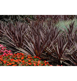 Cordyline - Red Sensation