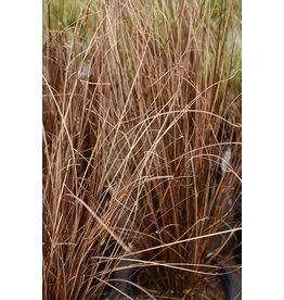 Grass Ornamental - Carex Red Rooster